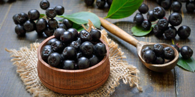 Aronie a její účinky na zdraví Aronie a její účinky na zdraví