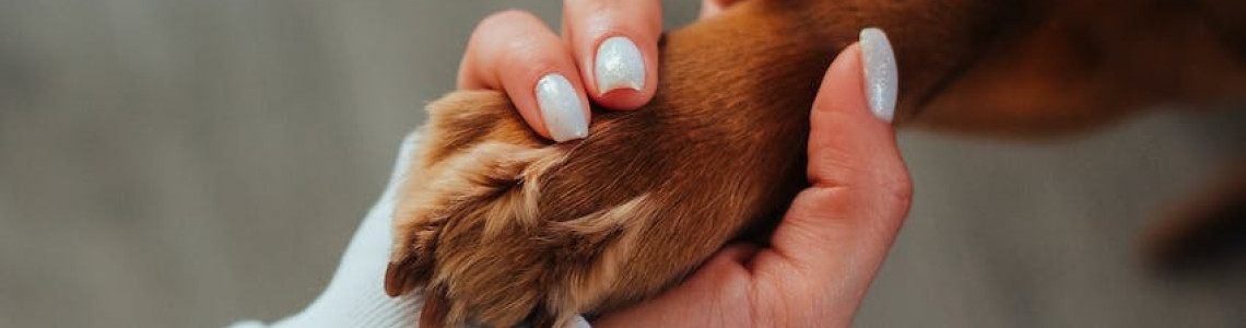 Balzám na tlapky pro psy: Jak vybrat nejlepší ochranný přípravek pro vaše čtyřnohé přátele
