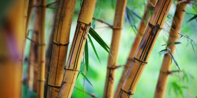 Emocionální dopad přechodu na Produkty z Bambusu v domácnosti Emocionální dopad přechodu na Produkty z Bambusu v domácnosti