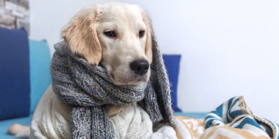 Kašeľ u psov: Pomoc z prírody Kašeľ u psov: Pomoc z prírody