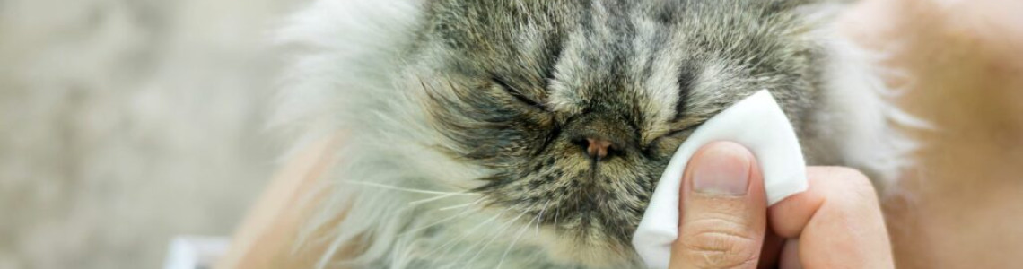 Jak správně čistit oči a uši Vaší kočky a udržovat jejich zdraví