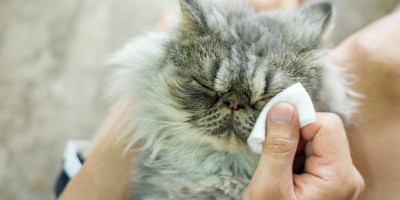 Jak správně čistit oči a uši Vaší kočky a udržovat jejich zdraví Jak správně čistit oči a uši Vaší kočky a udržovat jejich zdraví