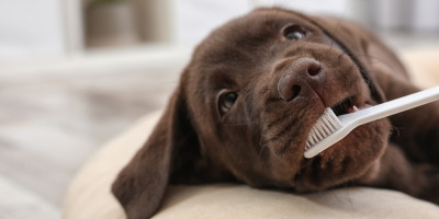 Zubní kámen u psů Zubní kámen u psů