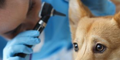 Zbavte se ušních infekcí u svého domácího mazlíčka Zbavte se ušních infekcí u svého domácího mazlíčka