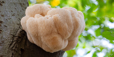 Hericium Erinaceus: Seznamte se s výjimečnou houbou z Asie Hericium Erinaceus: Seznamte se s výjimečnou houbou z Asie