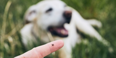 Ochrana pro vašeho čtyřnohého kamaráda: Přírodní přípravky proti blechám a klíšťatům Ochrana pro vašeho čtyřnohého kamaráda: Přírodní přípravky proti blechám a klíšťatům