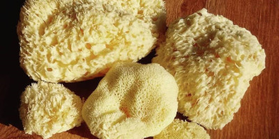 Přírodní menstruační mořské houby: Výhody a údržba Přírodní menstruační mořské houby: Výhody a údržba