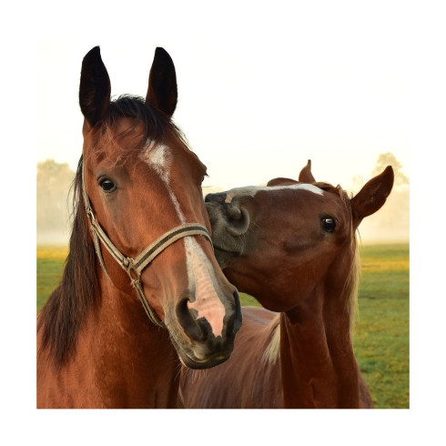 Aktívne uhlie Biochar - hrubé aktívne uhlie 1600g, pre zvieratá 