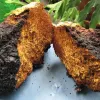 Chaga 100g - sušená