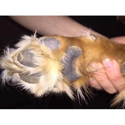 Balzam na labky - Paw Soother 118ml