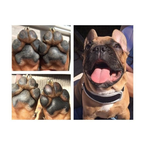 Balzam na labky - Paw Soother 30ml