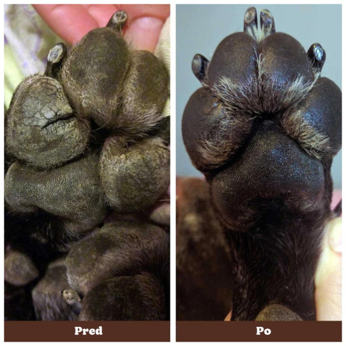 Balzam na labky - Paw Soother 59ml, v tube