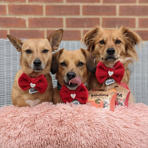 Pamlsky Healthy Bites - Brusnice & sladké zemiaky, 50g