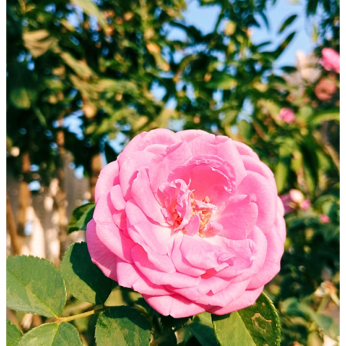 Prírodné Retinol Sérum – alternatíva 30ml