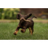 Dentální tyčinky Puppy s banánem a dýní, 100g Dentální tyčinky Puppy s banánem a dýní, 100g