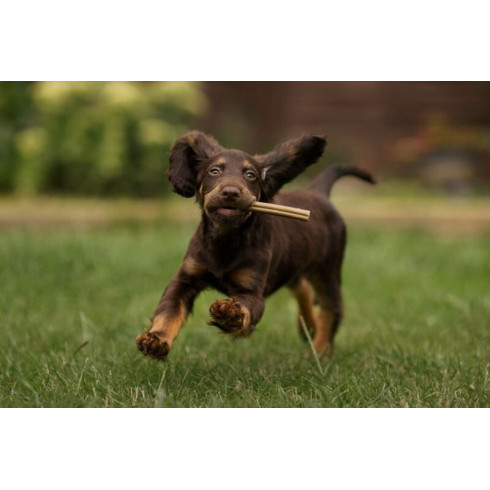 Dentální tyčinky Puppy s banánem a dýní, 100g Dentální tyčinky Puppy s banánem a dýní, 100g